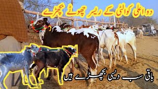 kheery Dhani Fatehjangi BachryTalagang Mandi updateDomain Mandi Ka Mallqurbani 2024 Ke bull [upl. by Feodore]