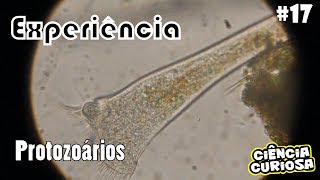 Experimento Microscopia Protozoários [upl. by Roumell]