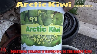 ⟹ ARCTIC KIWI  Actinidia arguta  Something strange is happening 2017 [upl. by Lativa925]