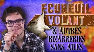 BIZARRERIE  Écureuil Volant amp Autres Bizarreries Sans Ailes [upl. by Marder]