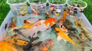 Betta Koi Pleco Snail Carp Fish Goldfish Angelfish Guppy Guppies Catfish Animals Videos [upl. by Ennaegroeg247]