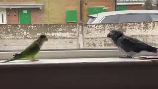 Timneh Parrot vs Monk parakeet Quaker parrot [upl. by Cadmar88]