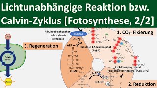 Lichtunabhängige Reaktion  CalvinZyklus  Dunkelreaktion Fotosynthese 22 BiologieOberstufe [upl. by Hopfinger]