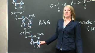 Explanation of 5 and 3 C terminus and N terminus  MIT 701SC Fundamentals of Biology [upl. by Leno]