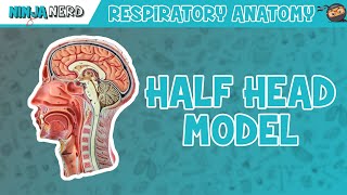 Respiratory  Half Head Anatomy [upl. by Irem333]