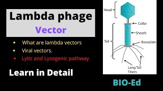 Lambda phage Vector  rDNA Technology [upl. by Eckel549]