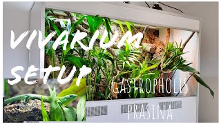 Bioactive Vivarium setup  Gastropholis prasina [upl. by Kitti]