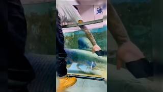 Feeding arapaima fish brianaquatic aquascape shorts [upl. by Elak841]