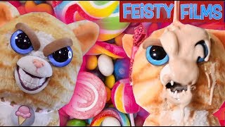 Princess Pottymouth’s Sugar Compilation Vol 1 Feisty Cats Rule [upl. by Rebna]