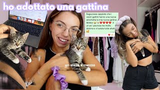 Vi presento la mia GATTINA 🥹🐈❤️‍🩹  novità casa nuova 🏡🔑 [upl. by Htial]