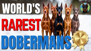 The Worlds RAREST Doberman Colors—Mind Blowing [upl. by Hallerson741]