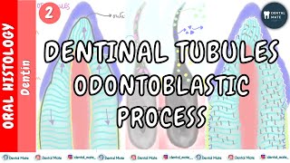 Dentinal tubules  Odontoblastic process  Curvatures  Branches  Dr Paridhi Agrawal [upl. by Alcot]