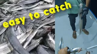 How to catch ribbon fish Amazing ribbon fish hunting [upl. by Giuditta]