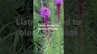 Liatris Spicata [upl. by Uni]