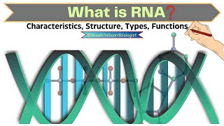 RNA Unfolded All about RNA Properties Structure Types amp Functions  Molecular Biology [upl. by Saqaw]