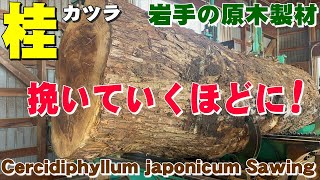 【茶色い赤身！】カツラ原木から一枚板を製材しました。【木の店さんもく】Cercidiphyllum japonicum Sawing [upl. by Eidur]