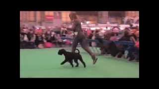 Black Standard Schnauzer  Crufts 2015 [upl. by Ranilopa258]