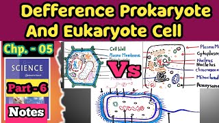 Prokaryote Vs Eukaryote  Defference Prokaryote Eukaryote [upl. by Hirza]