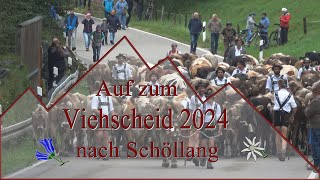 Viehscheid 2024 Schöllang [upl. by Lorrac954]