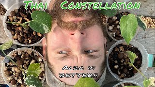 Monstera Thai Constellation Review Albo is BETTER [upl. by Noimad]