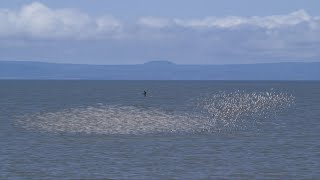 Peregrine Falcons Hunting [upl. by Nemaj992]