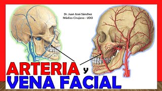 🥇 ARTERIA Y VENA FACIAL Anatomía  ¡Explicación Sencilla [upl. by Kwarteng]