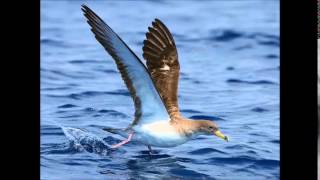 Cagarros  Azores Night Bird [upl. by Anikahs]