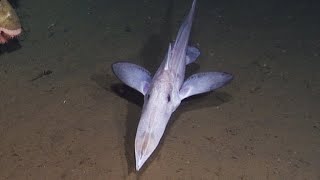 10 Strange Deep Ocean ROV Findings from Sagami Bay 🇯🇵 [upl. by Acey]