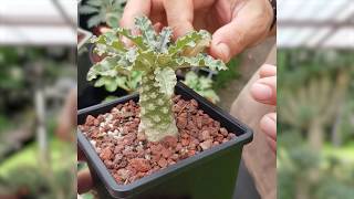 How to define Dorstenia hybrids เทคนิคการอ่านมะพร้าวทะเลทรายลูกผสม [upl. by Yaresed]