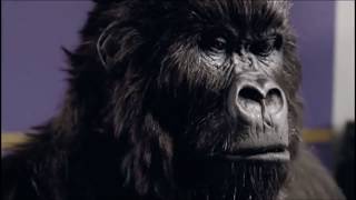 Cadburys Gorilla Playing Drums  Advert Commercial [upl. by Odraboel]