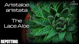 Repotting my Aristaloe Aristata  The Lace Aloe [upl. by Manella]