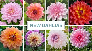 Dahlia Haul Seed Starting  Exciting Seedling Update  Cottoverdi [upl. by Nynahs]