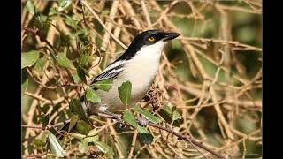 Blackbacked Puffback vocalisations [upl. by Ernesto]