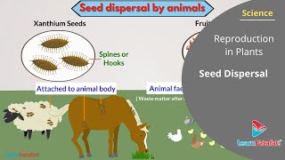 Reproduction in Plants Class 7 Science  Seed Dispersal [upl. by Aurora]