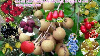 Thailand Fruit plant Order Online Thailand fruit Plant Nursery Thailand All Verity plant Available [upl. by Lounge]