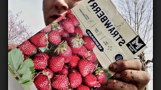 Planting 40 Ozark Beauty Strawberries🍓🍓🍓😊 [upl. by Barfuss235]