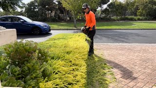 Golden Diosma hedges is looking much better after the trimming✂️😊 [upl. by Tsirc]