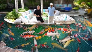 Worlds Largest Koi Pond Big Fish [upl. by Ailgna]