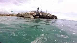 Jupiter inlet fishing point snorkeling FL shark crab fish [upl. by Gnap]