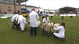 Pencampwriaeth Paraur Defaid  Interbreed Sheep Pairs Championship [upl. by Tik454]