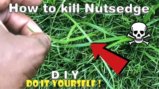 How to kill Nutsedge [upl. by Ahso]