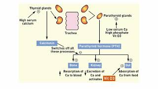 L3 Parathyroid Disorders [upl. by Reivazx654]