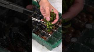 My emersed plant farm experiment aquarium aquascape plantedtank aquascaping [upl. by Ahsak106]