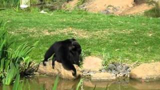 Siamang ape calling [upl. by Orpheus]