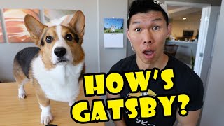 How’s Gatsby Corgi Special Live Stream Event [upl. by Estell]