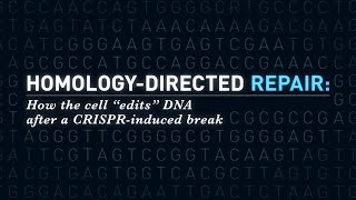 HomologyDirected Repair How the Cell Edits DNA After a CRISPRInduced Break [upl. by Annayr]