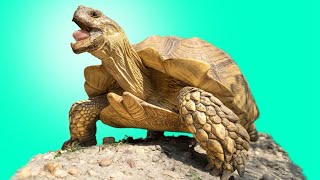 Garden State Tortoise Presents the Tortoises of Africa From Giants to FlatShelled Species [upl. by Pattison]