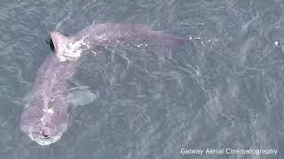 Basking Shark [upl. by Annavoig937]