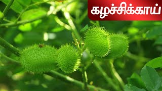 கழச்சிக்காய்  Caesalpinia crista  caesalpiniaceae SpmHerbal [upl. by Ajiat]