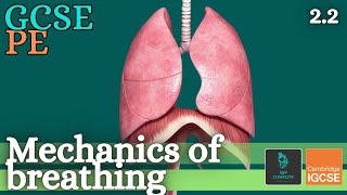 GCSE PE  MECHANICS OF BREATHING  Anatomy and Physiology Respiratory System  22 [upl. by Einama]